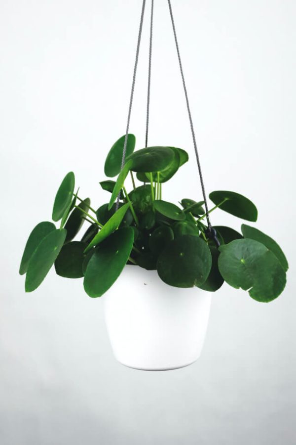 Pilea Peperomioides - 图片 2